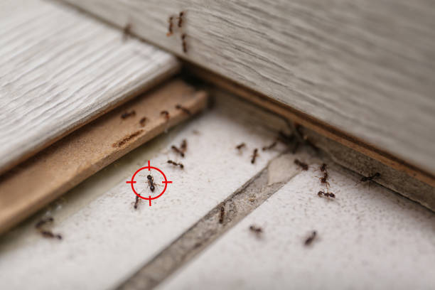 Best Flea Control Services  in Fort Carson, CO