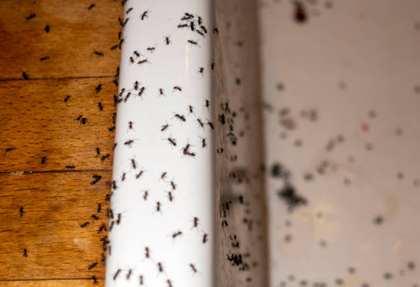 Best Emergency Pest Control  in Fort Carson, CO