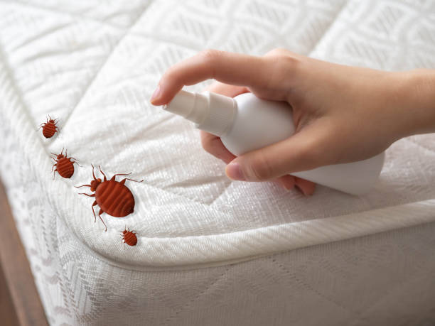 Best Ant Control Services  in Fort Carson, CO