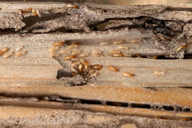  Fort Carson, CO Pest Control Pros