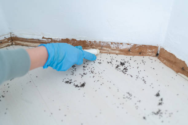 Best Pest Control Treatment  in Fort Carson, CO